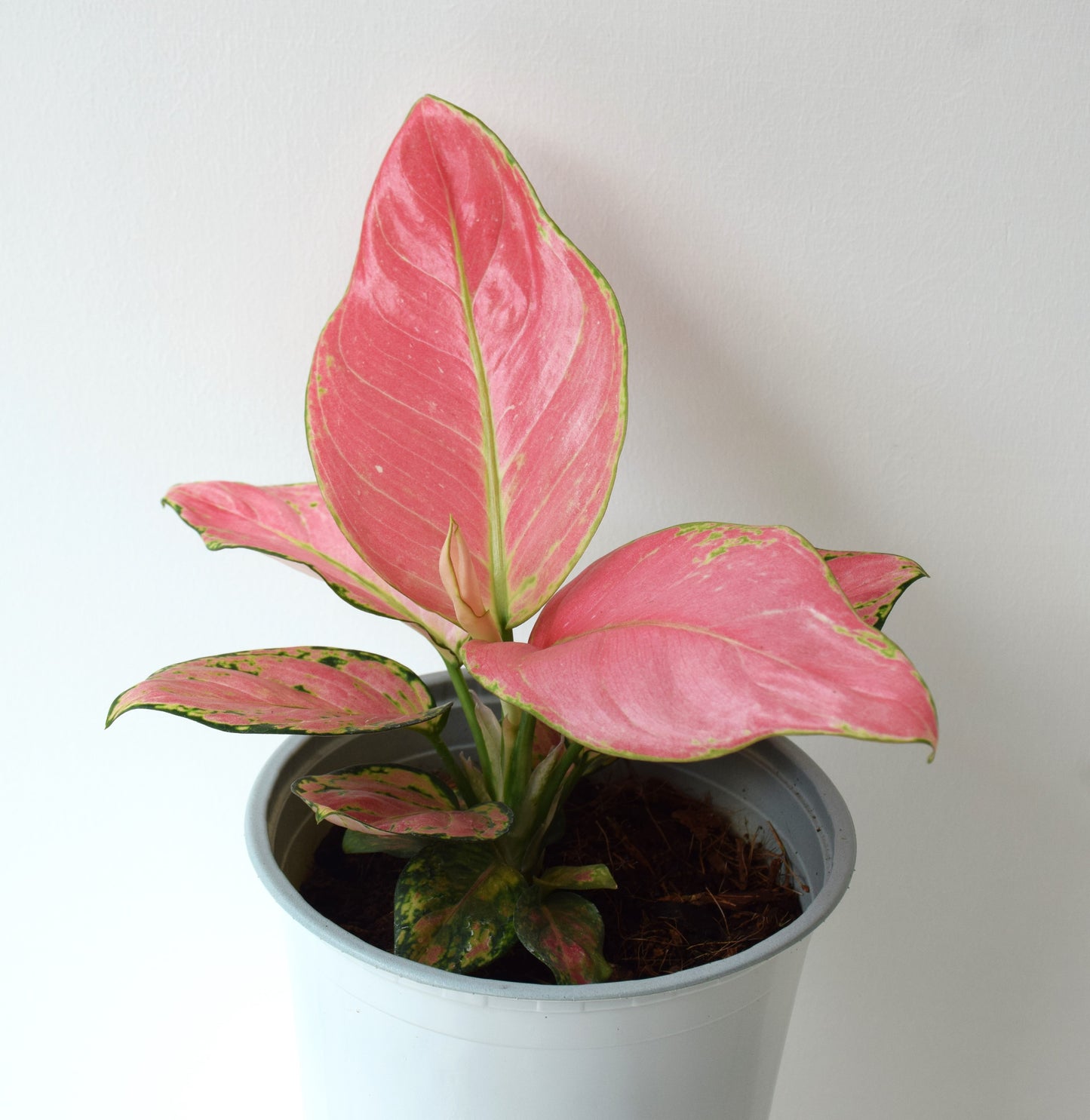 Aglaonema Anyamanee Red