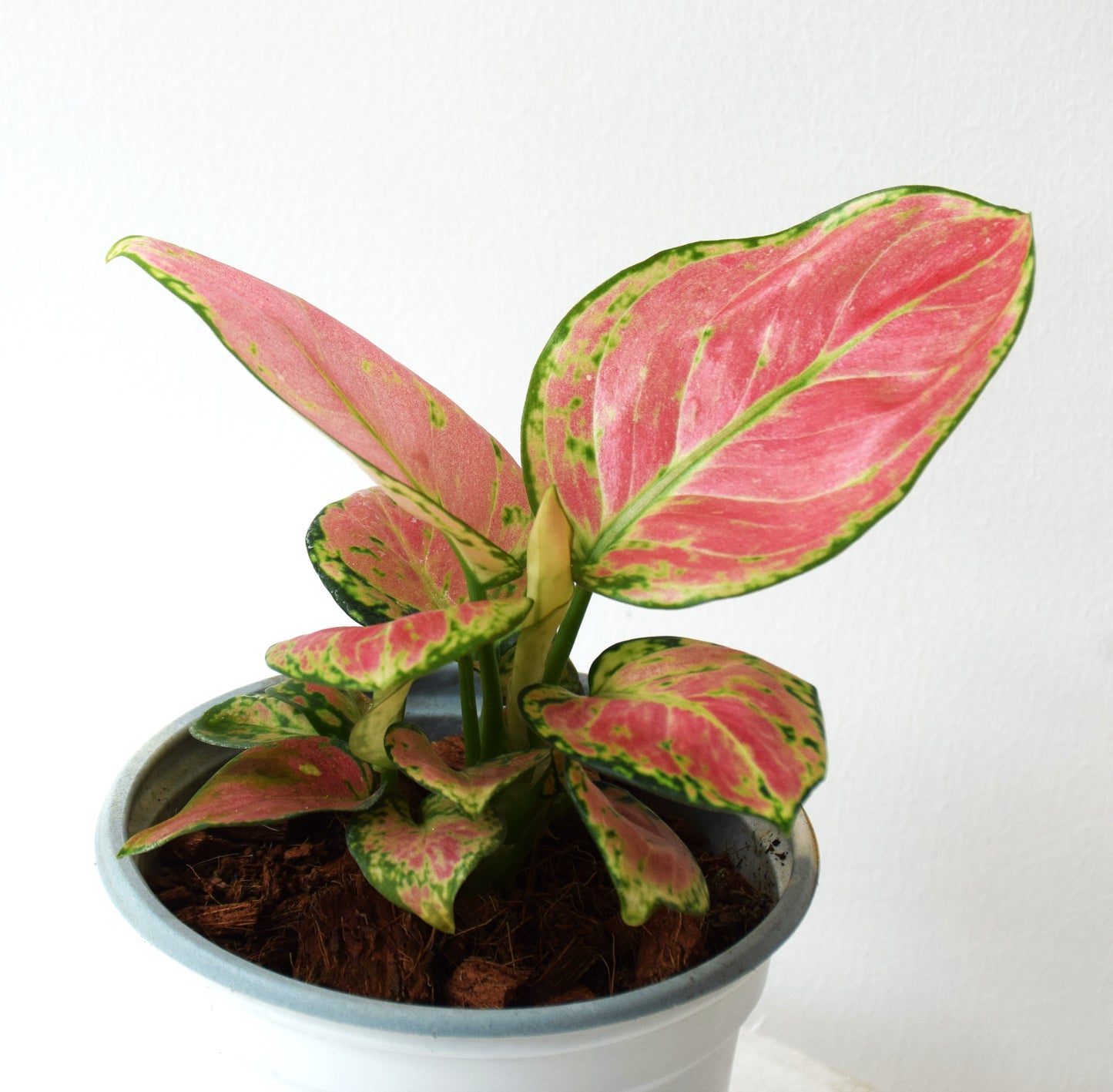 Aglaonema Anyamanee Red