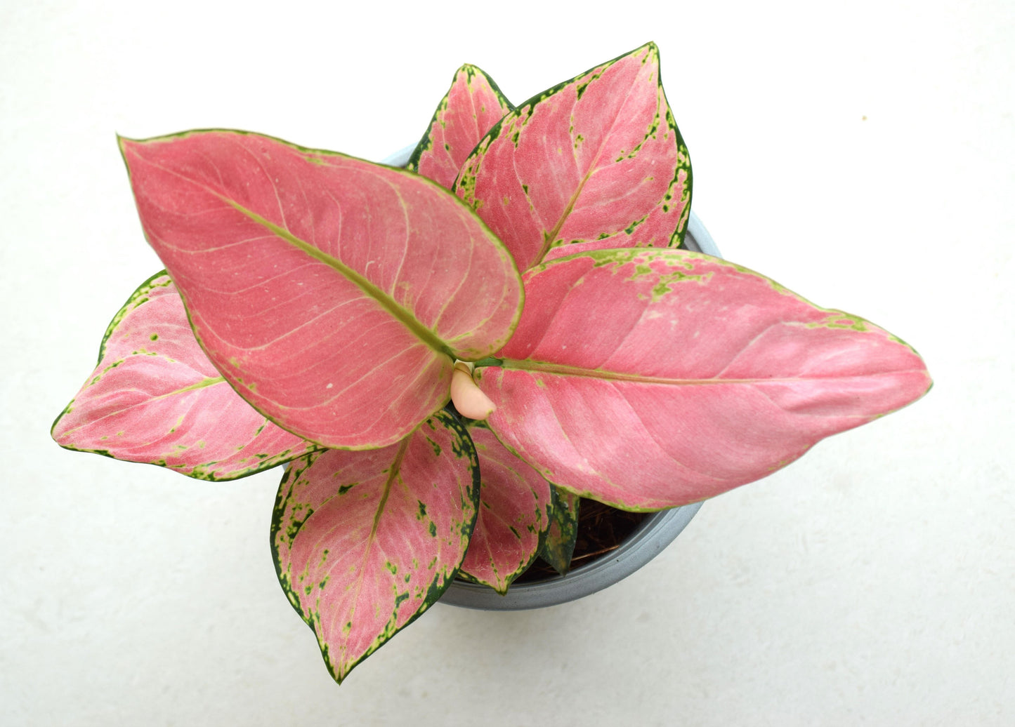 Aglaonema Anyamanee Red