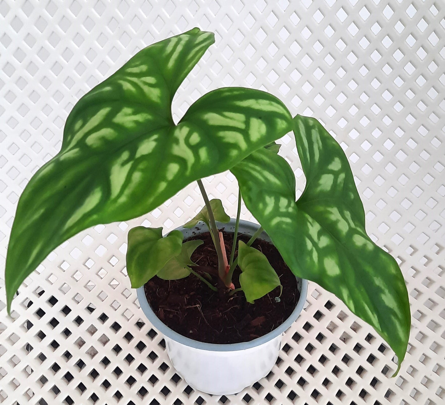 Alocasia Cercestis Mirabilis