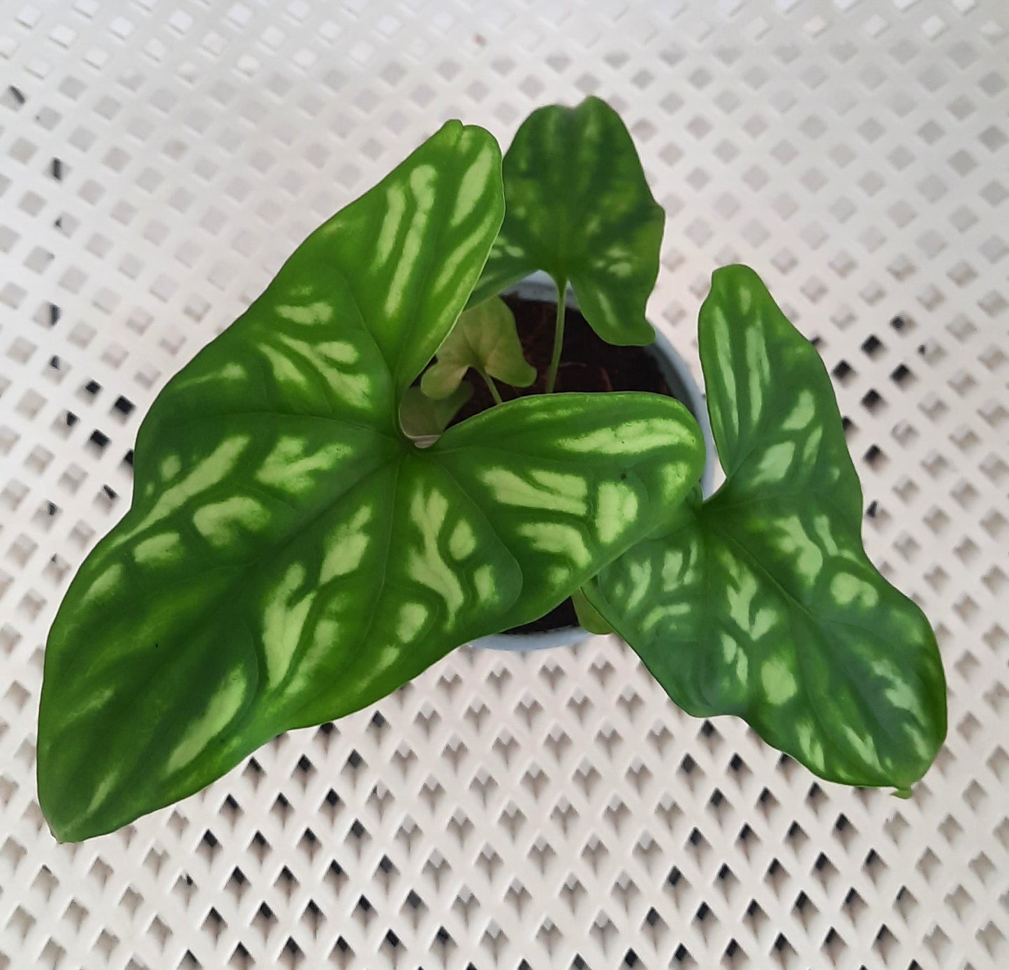 Alocasia Cercestis Mirabilis