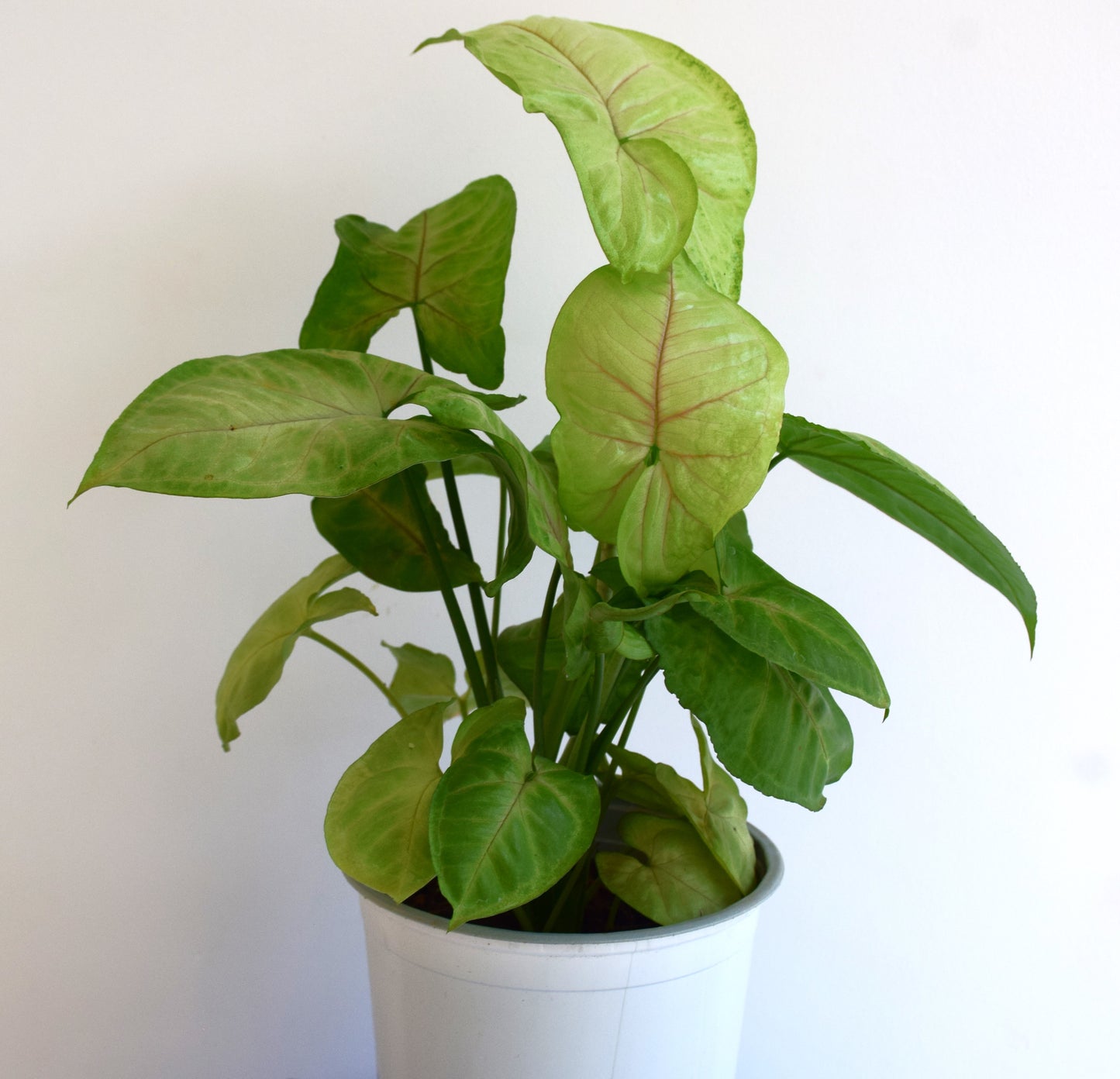 Syngonium Pink Vein
