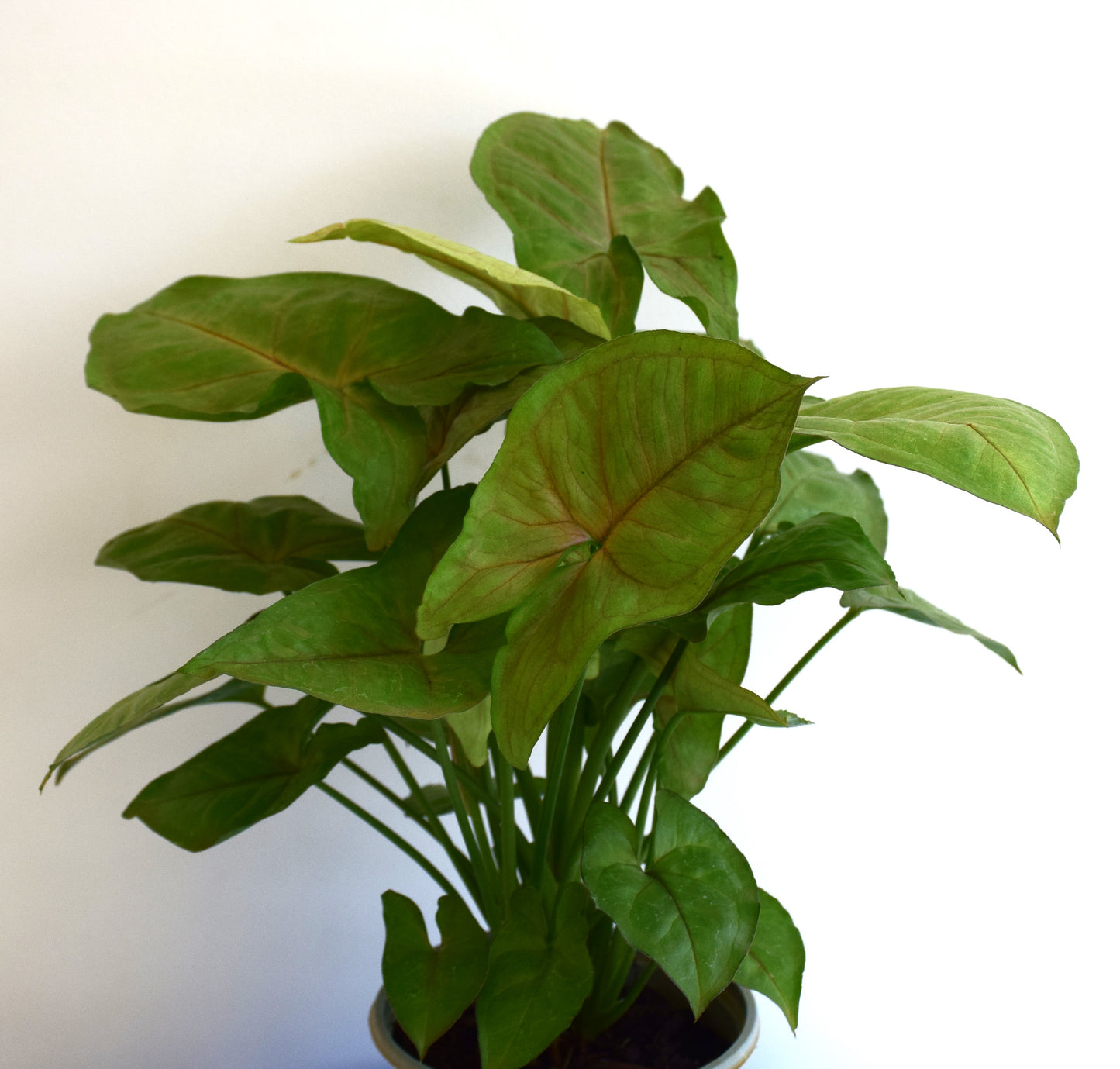 Syngonium Pink Vein