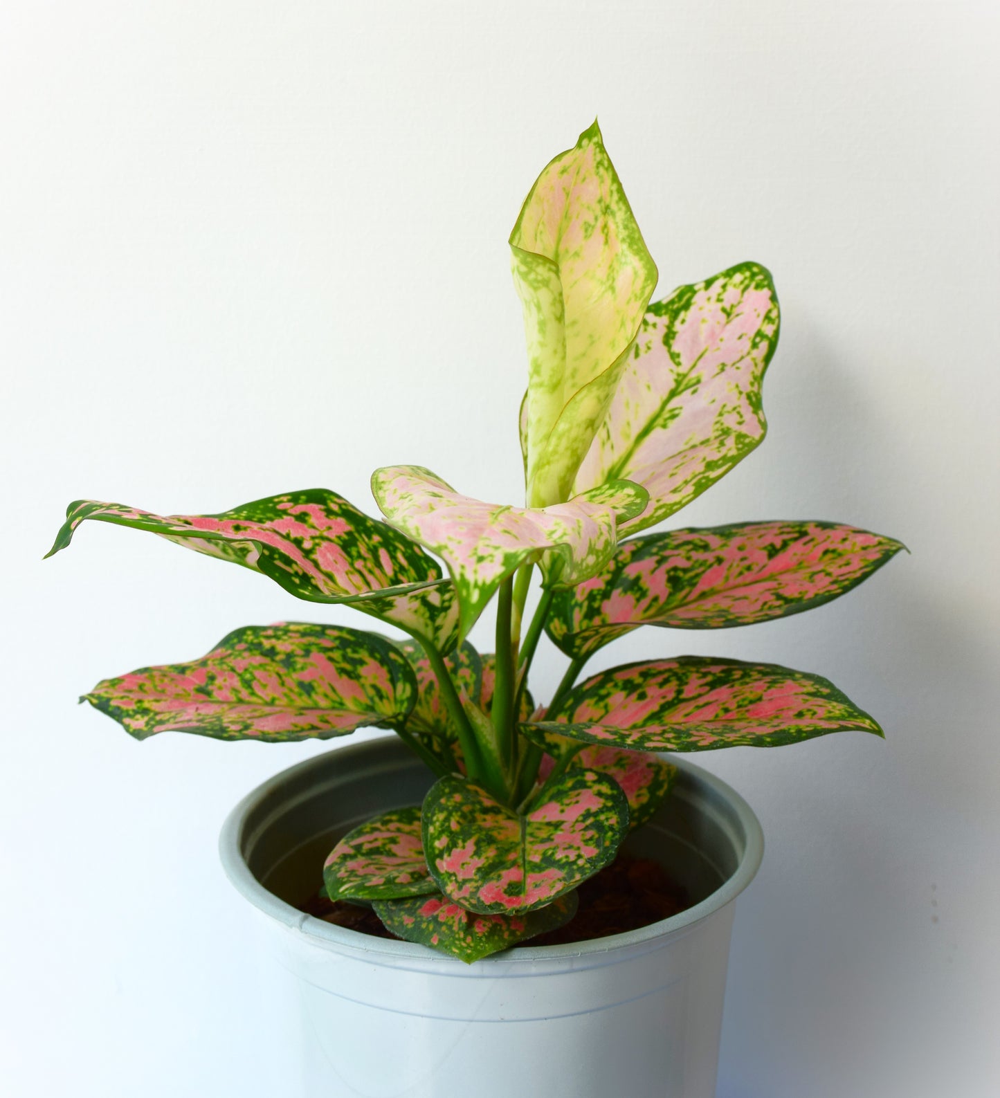 Aglaonema Anyamanee Green