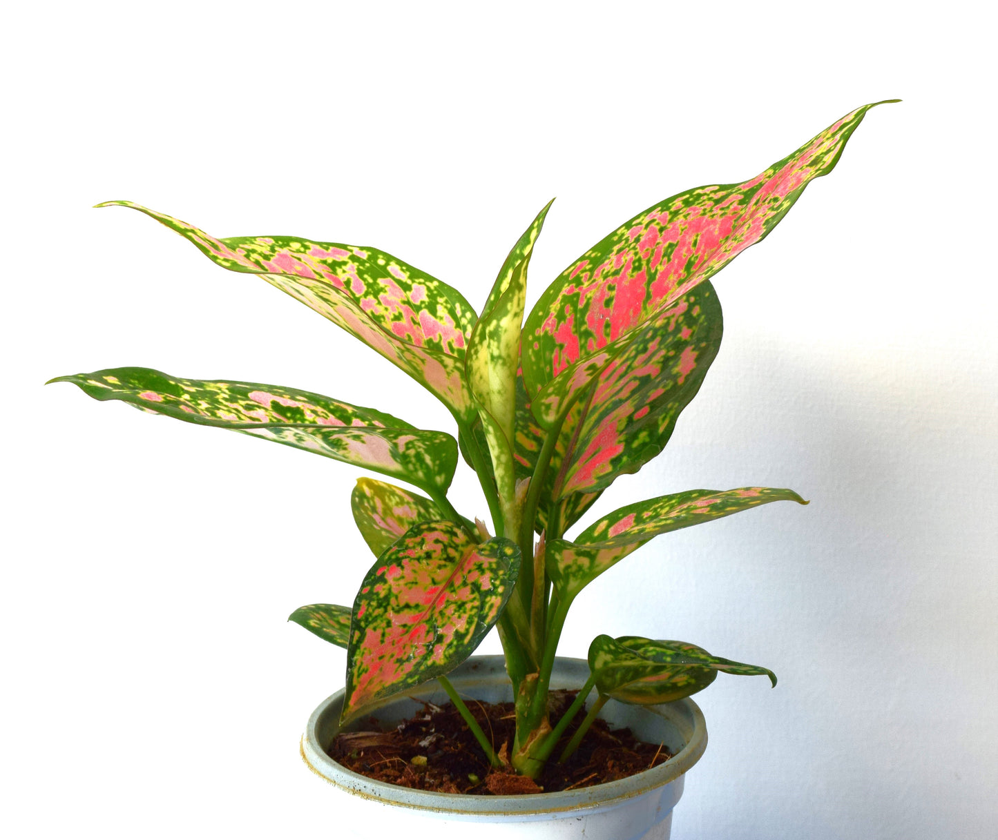 Aglaonema Anyamanee Green