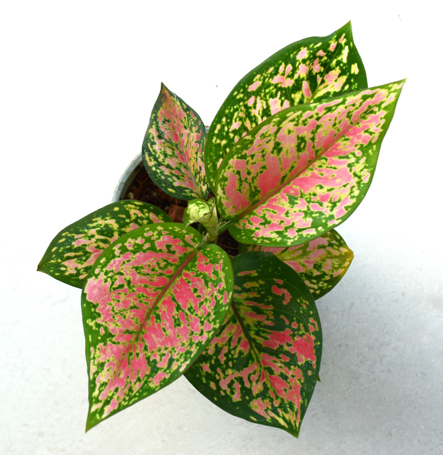 Aglaonema Anyamanee Green