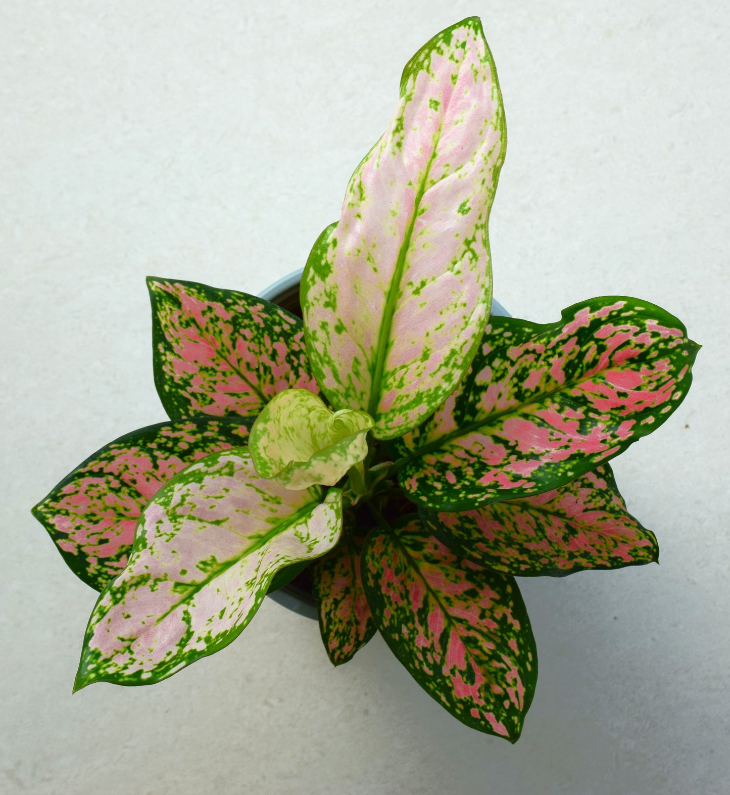 Aglaonema Anyamanee Green