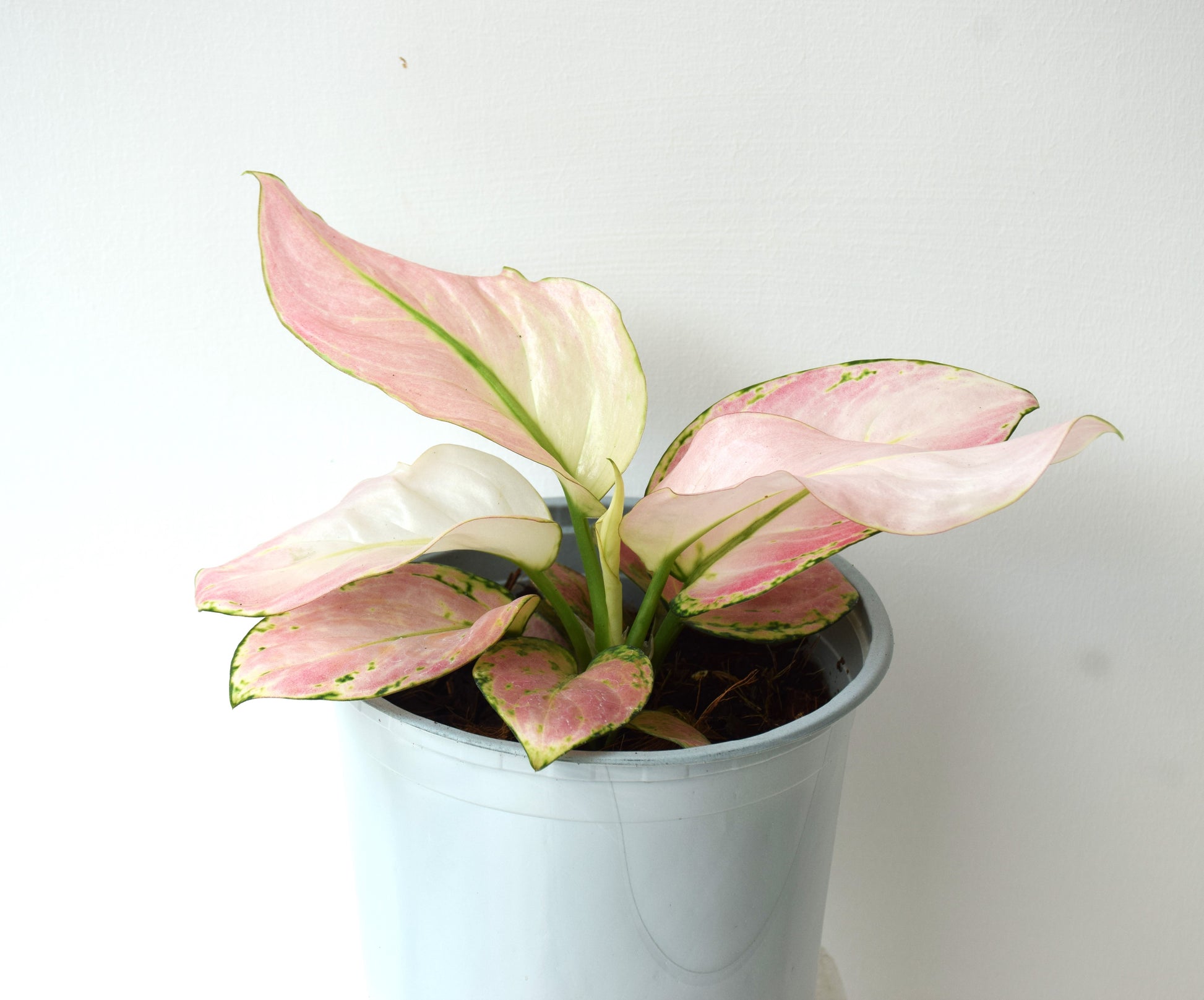 aglaonema anyamanee pink Aglaonema Anyamanee Pink – Plantmill