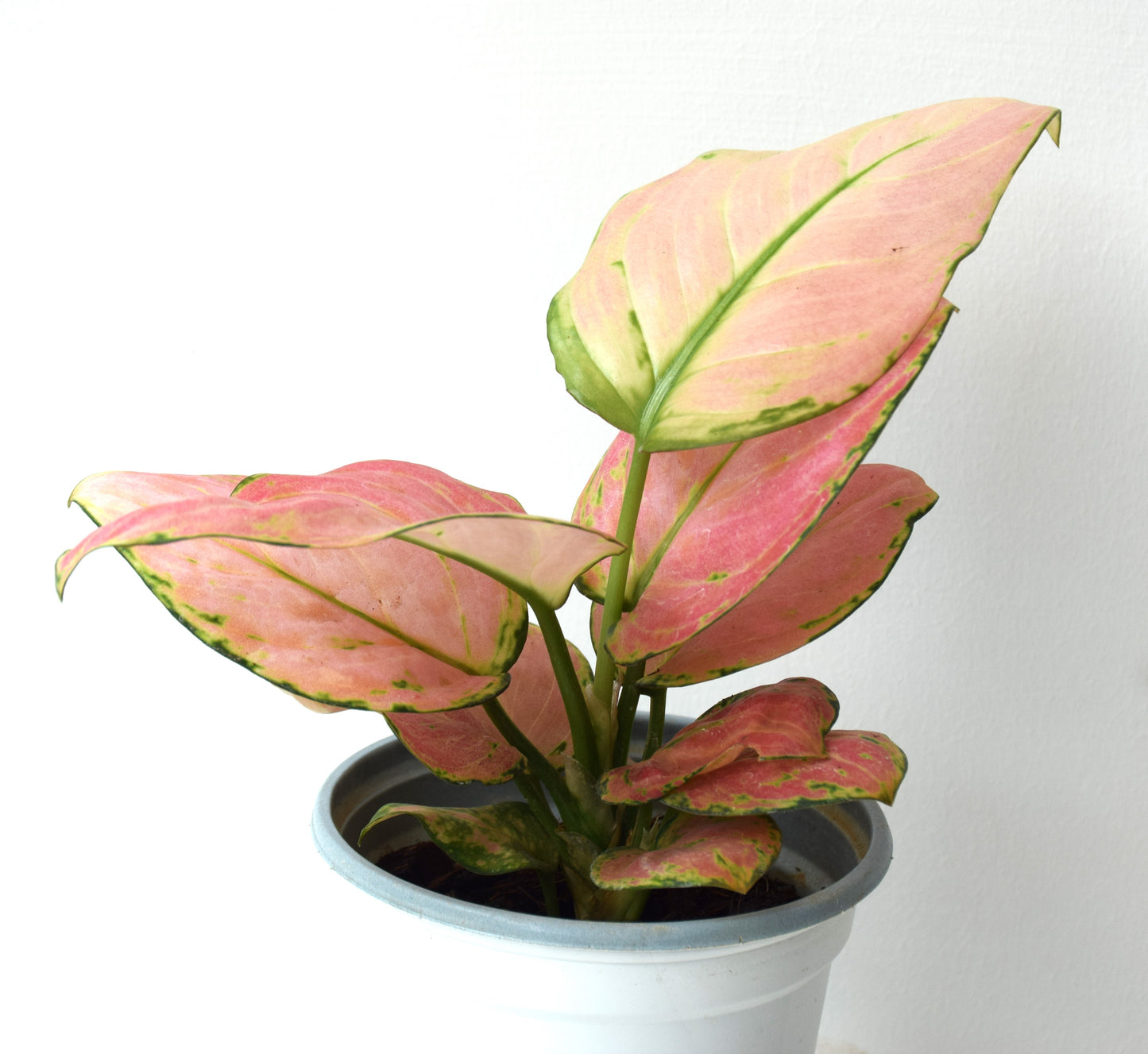 Aglaonema Anyamanee Pink