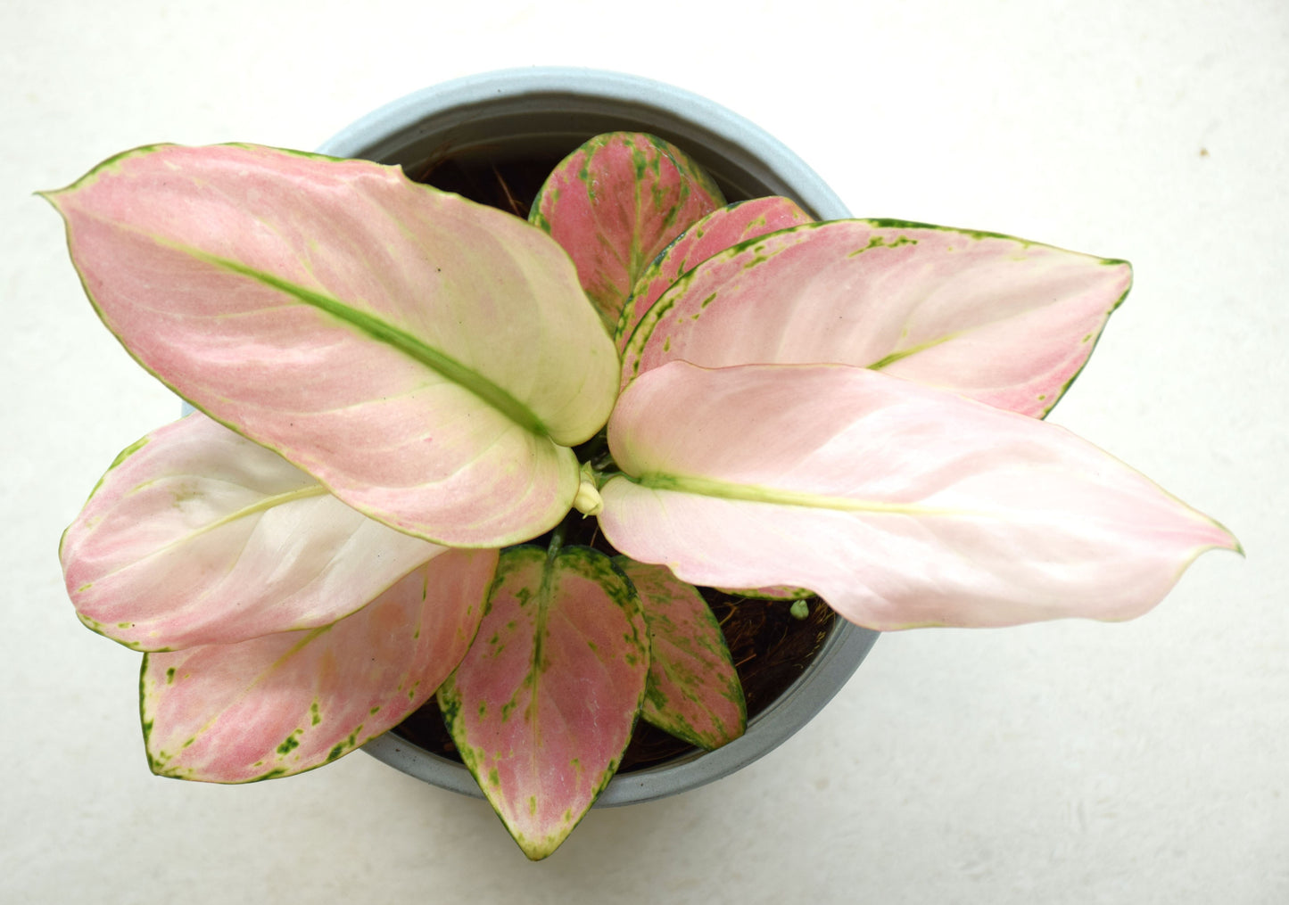 Aglaonema Anyamanee Pink