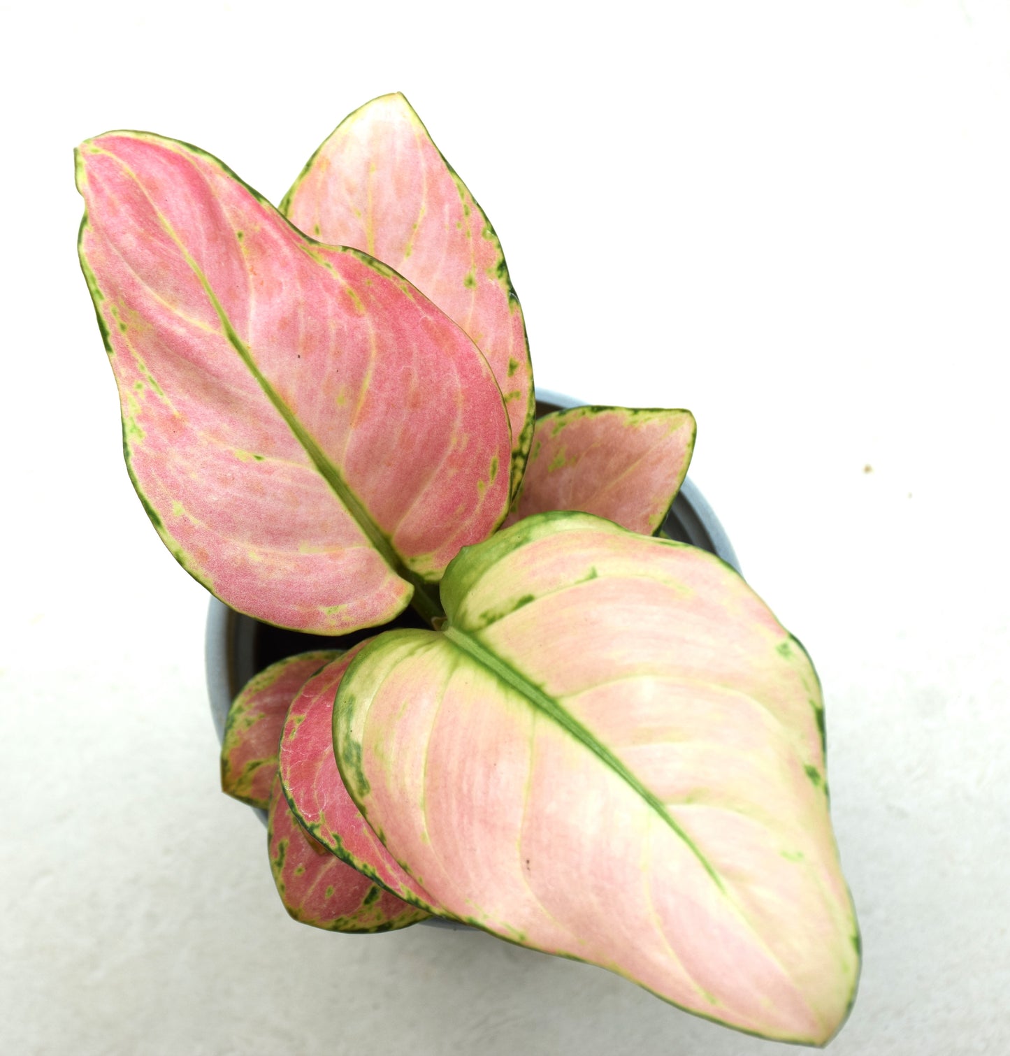 Aglaonema Anyamanee Pink