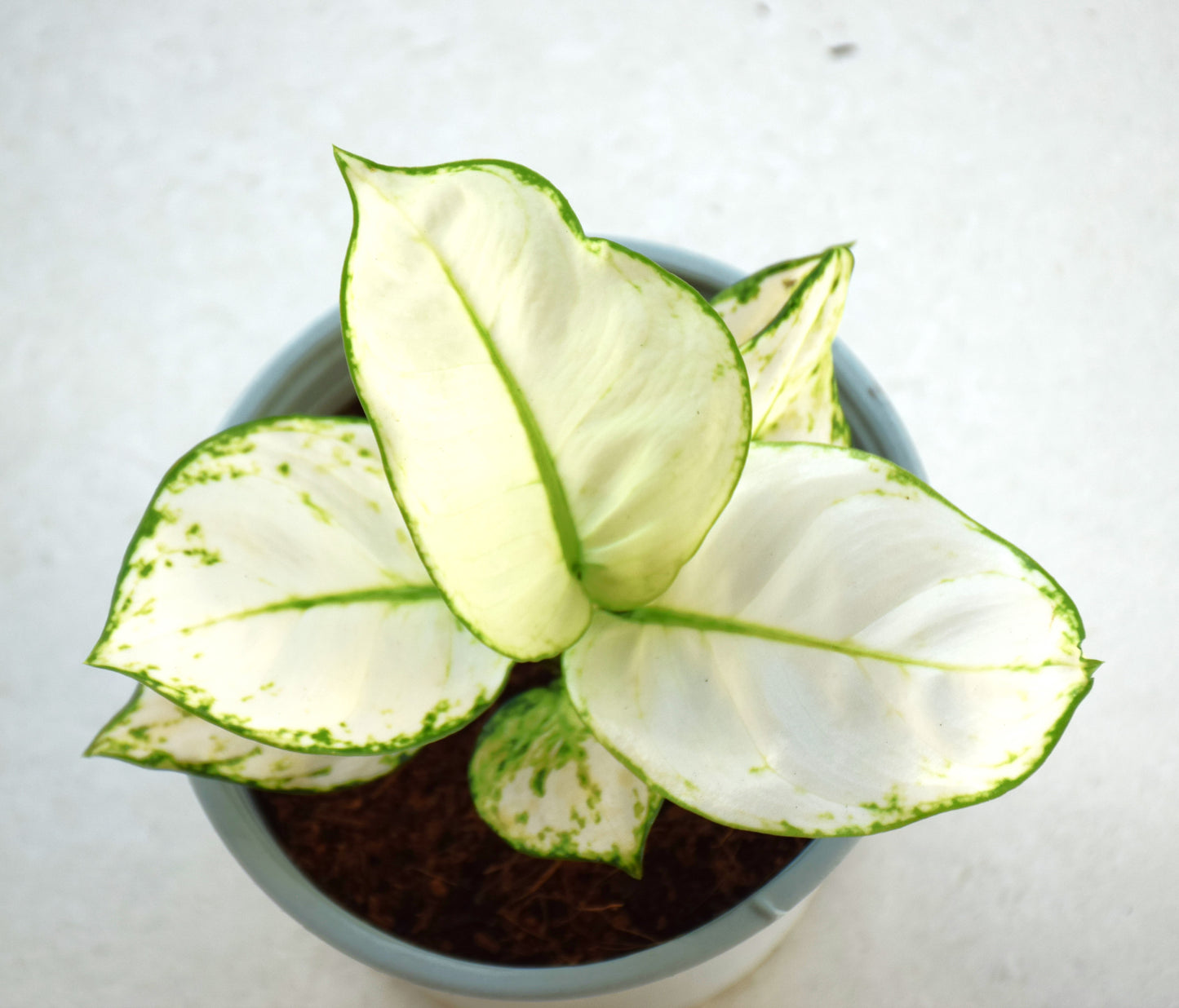 Aglaonema Super White