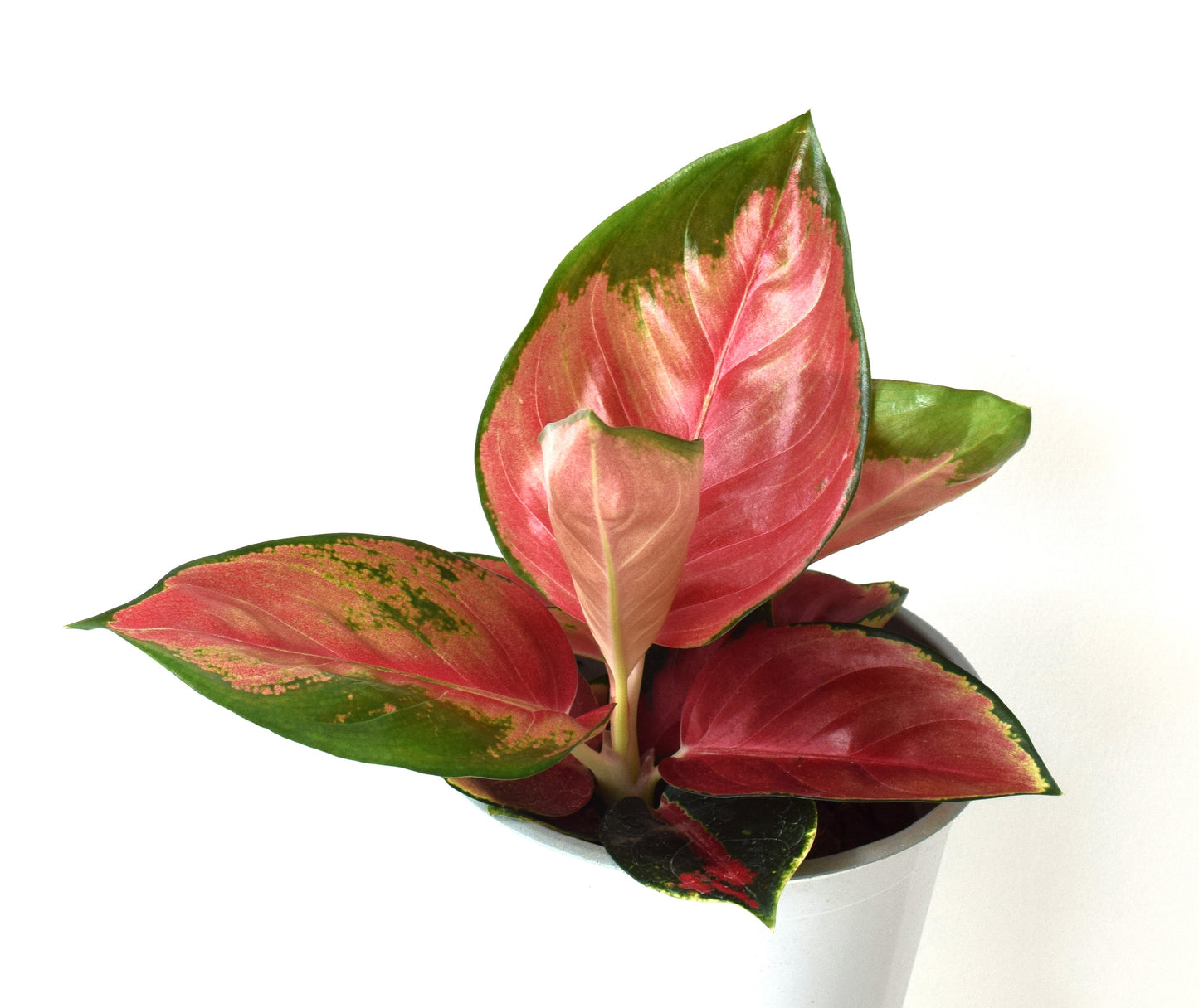 Aglaonema Suksom Jaipong