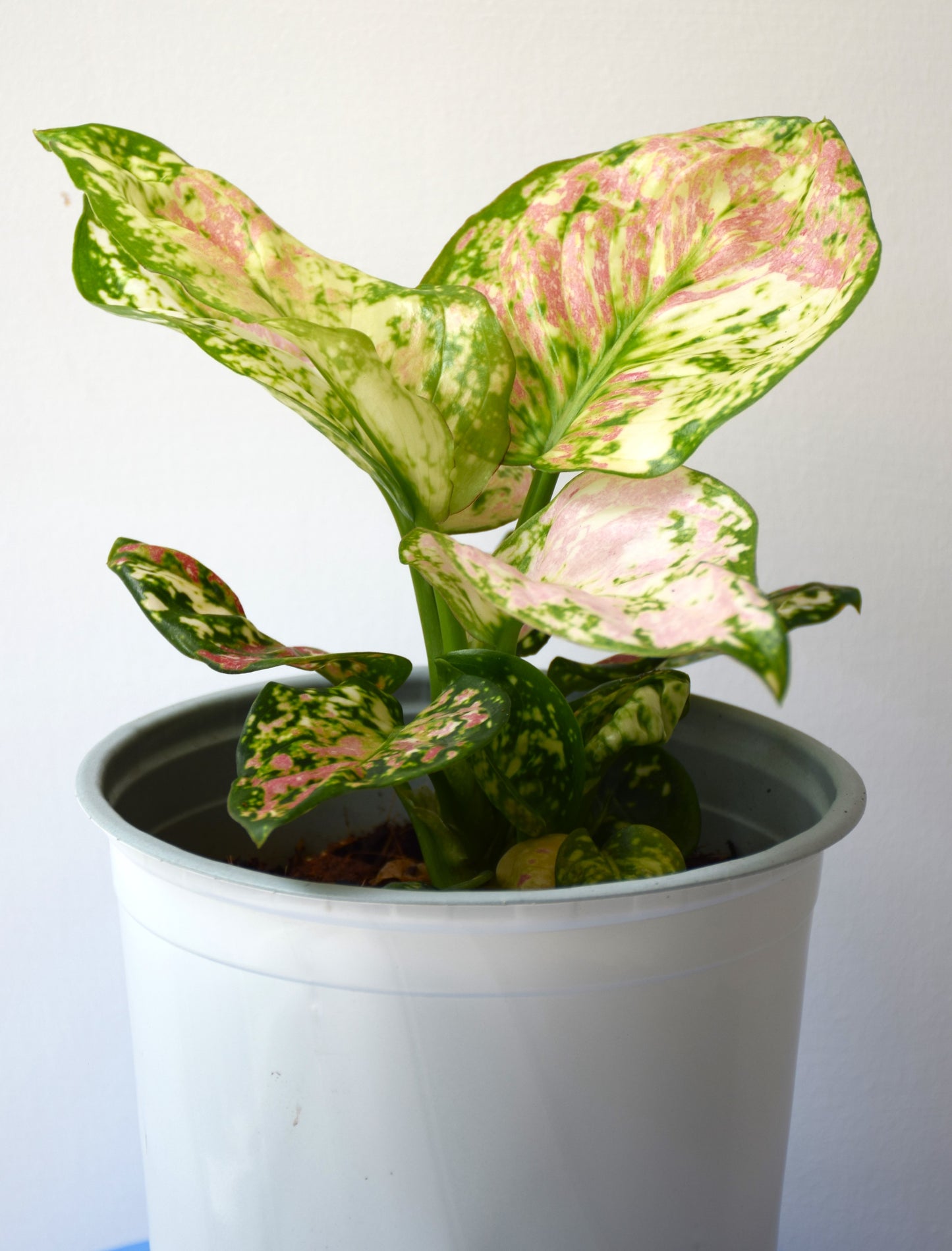 Aglaonema Tricolor Anyamanee
