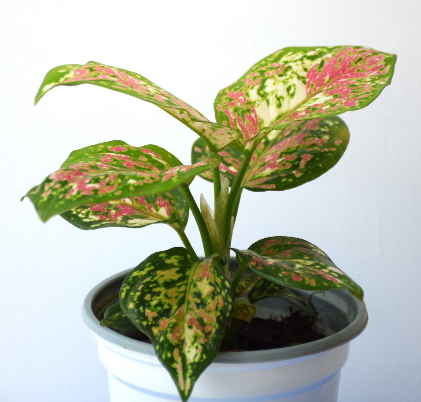 Aglaonema Tricolor Anyamanee
