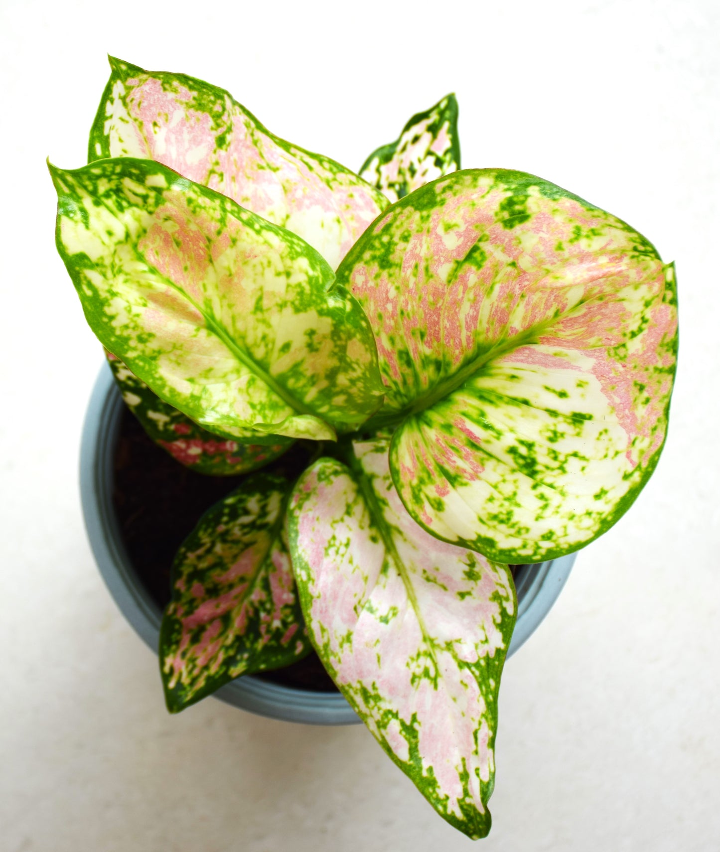 Aglaonema Tricolor Anyamanee