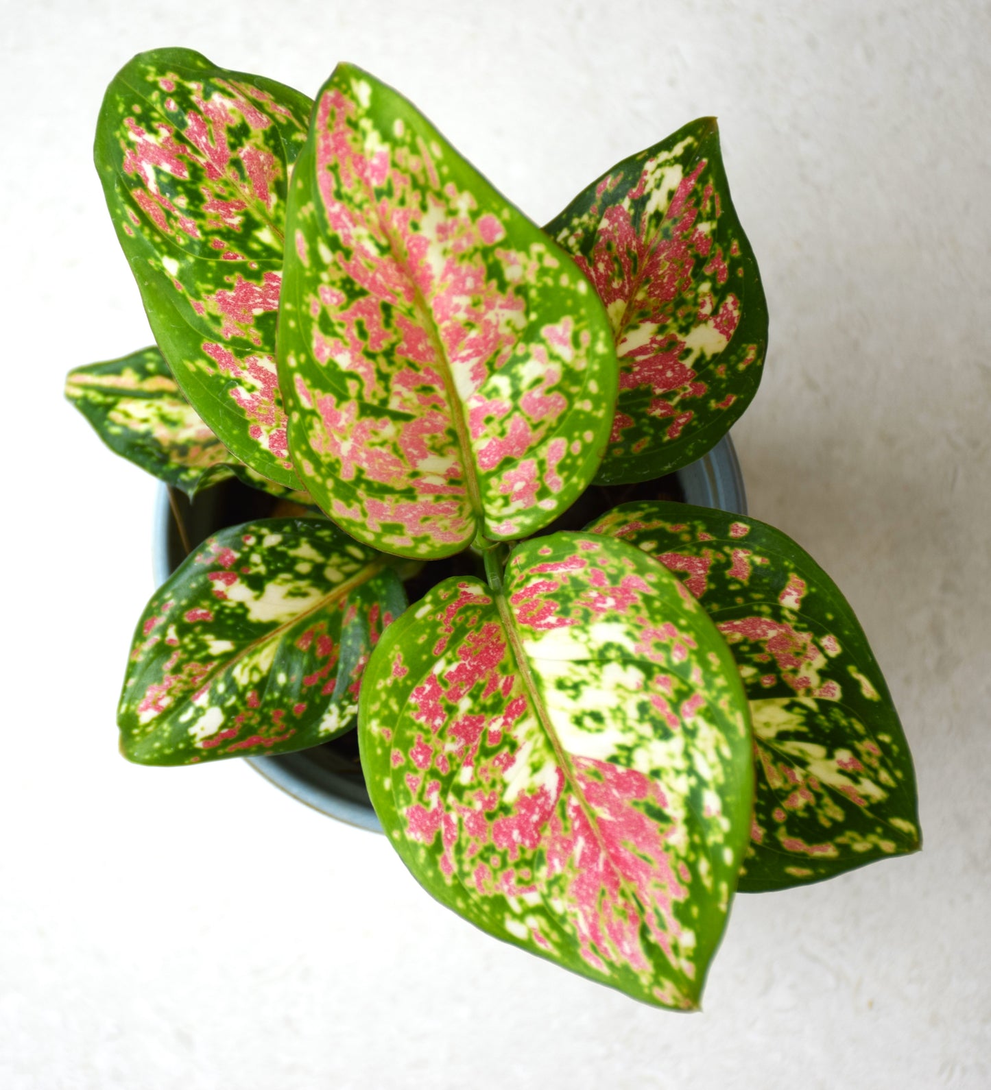 Aglaonema Tricolor Anyamanee