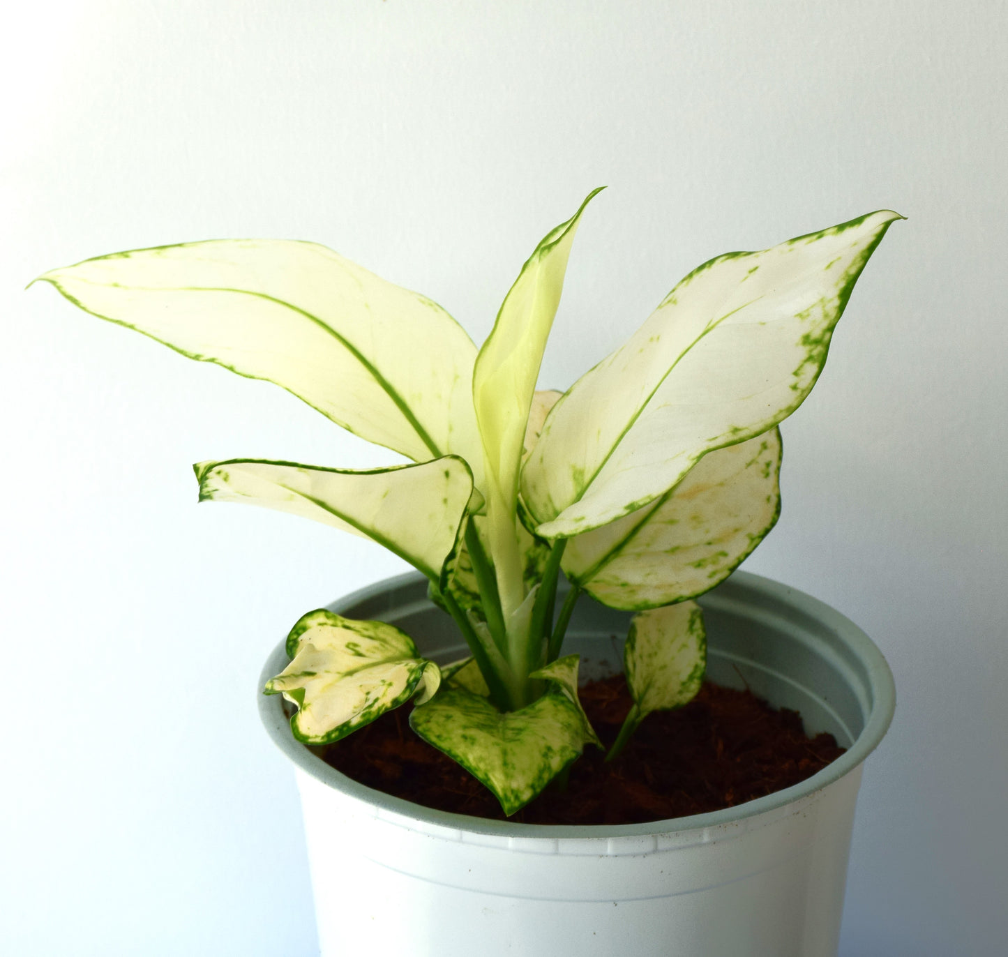 Aglaonema Super White