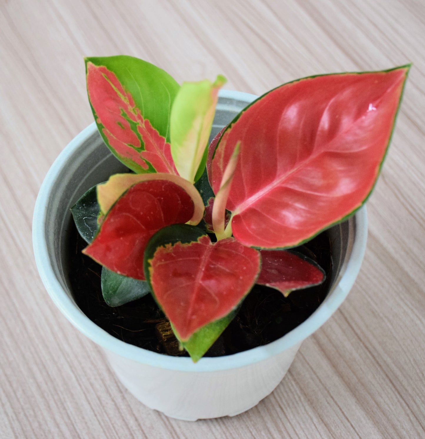 Aglaonema Suksom Jaipong