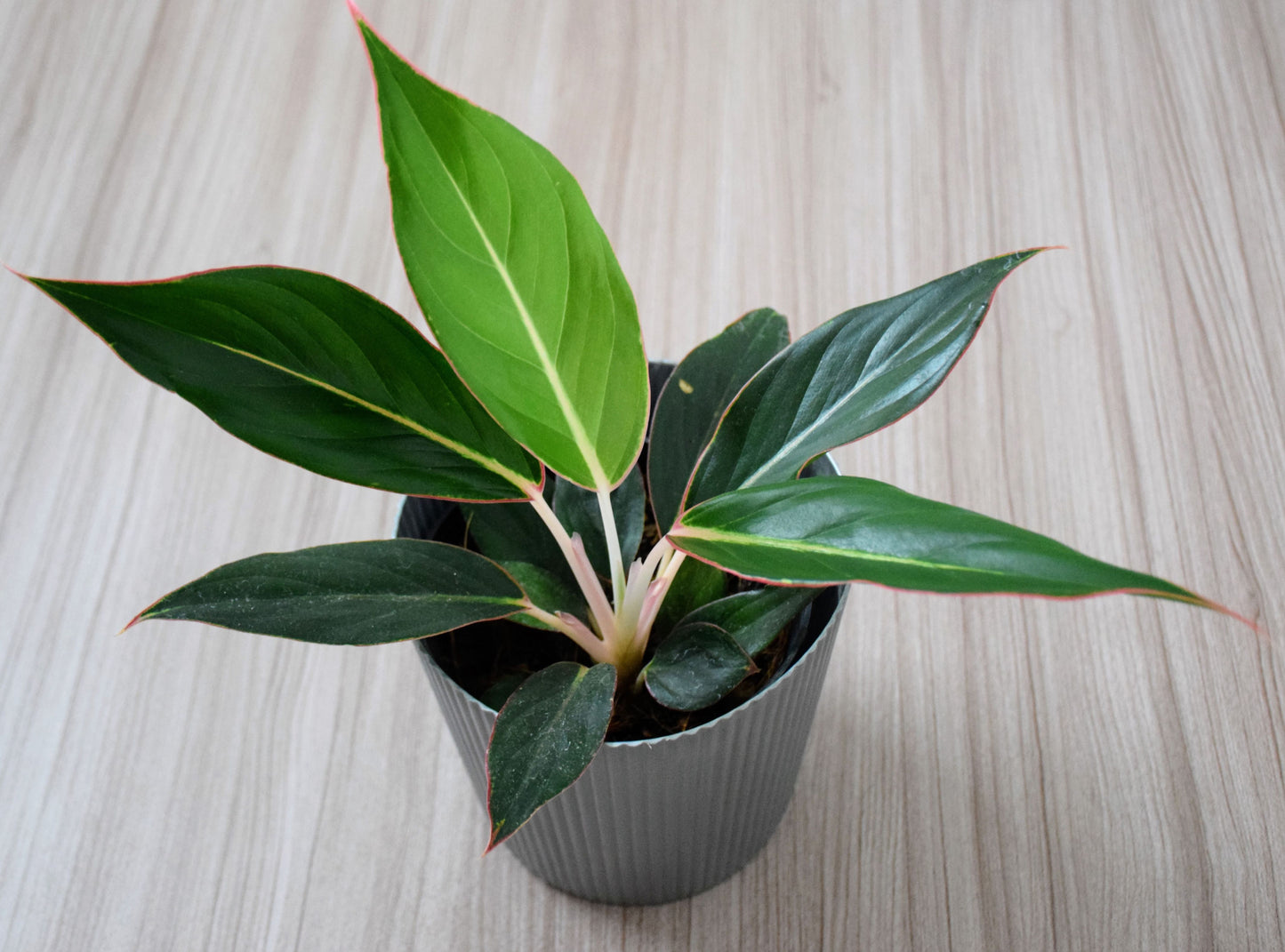 Aglaonema Black Lipstick